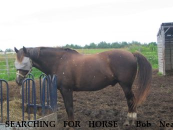 SEARCHING FOR HORSE - Bob Near Midland, , L4R 3X2